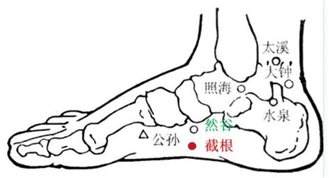 截根穴位置|截根